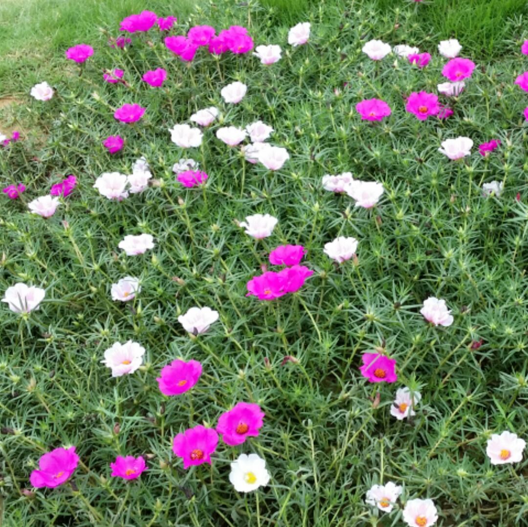 春天里de爱德有星