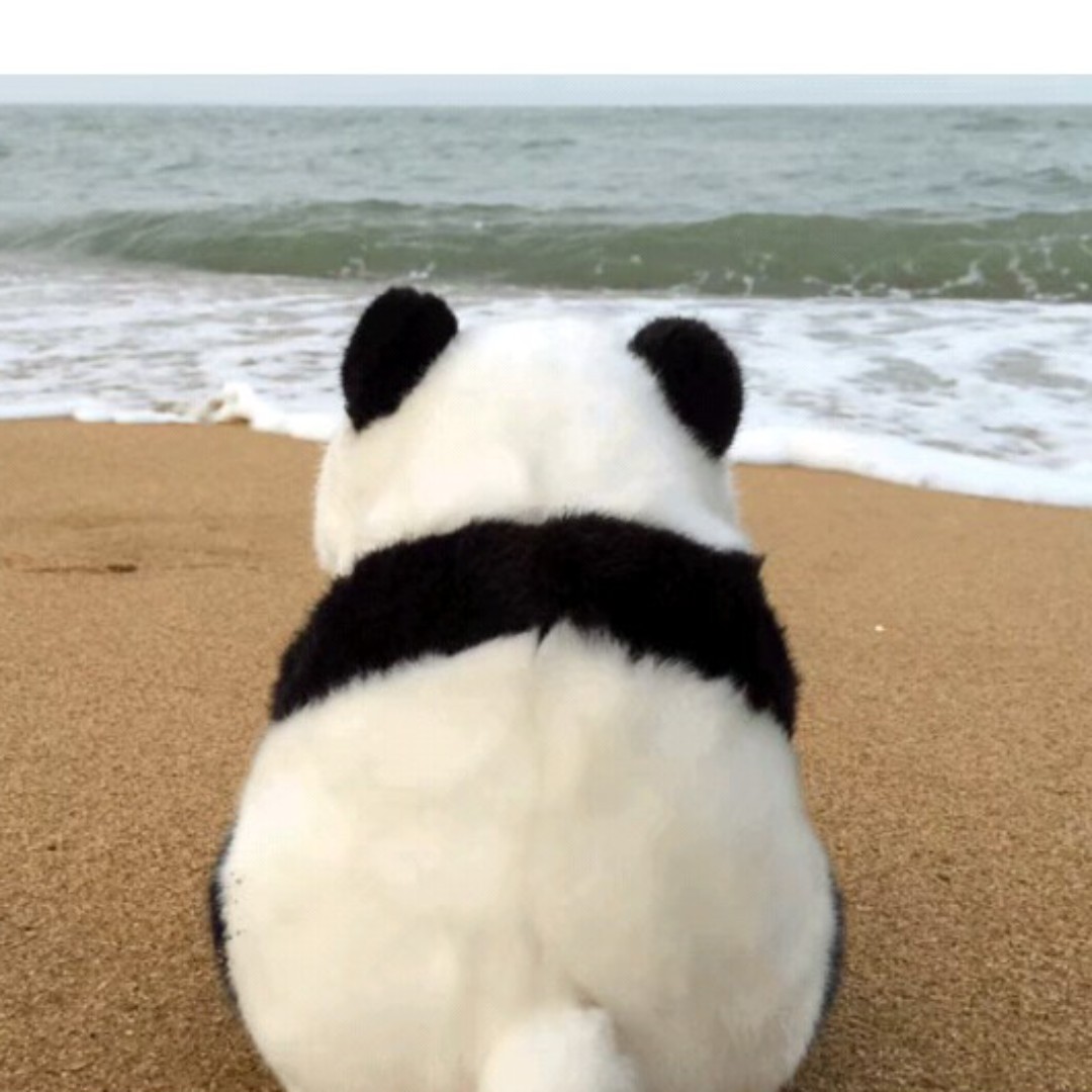 深黄色的假金橘属