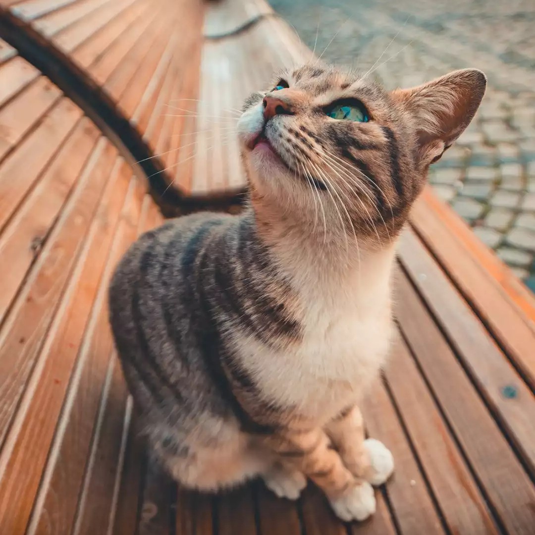 爱吃芋头包的小明