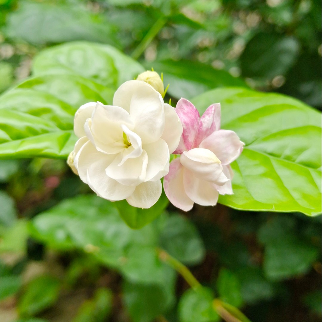 红色的上丰家松