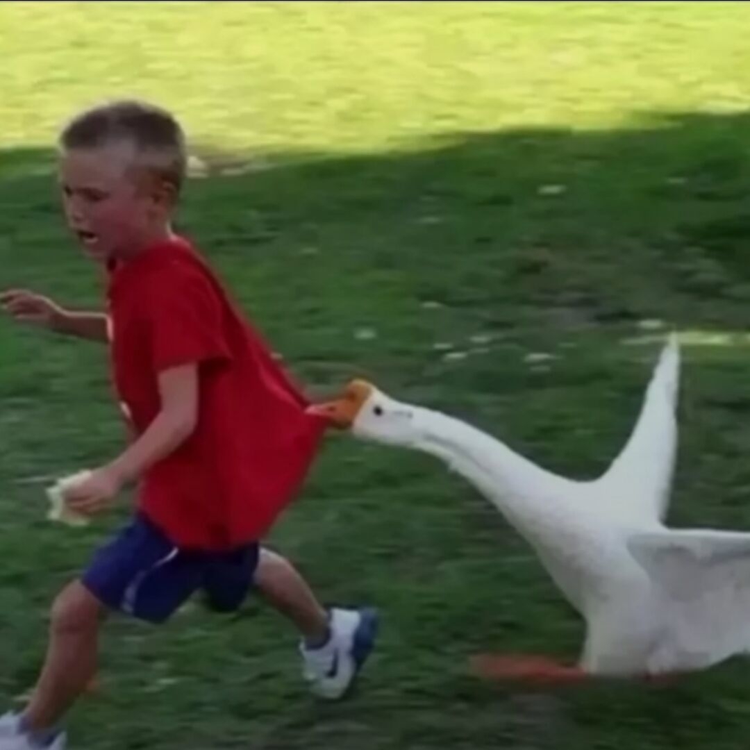 爱吃三丁茄子的精灵37