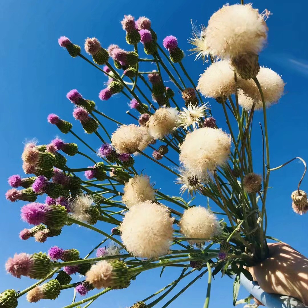 爱吃榴莲的圆舞姐姐