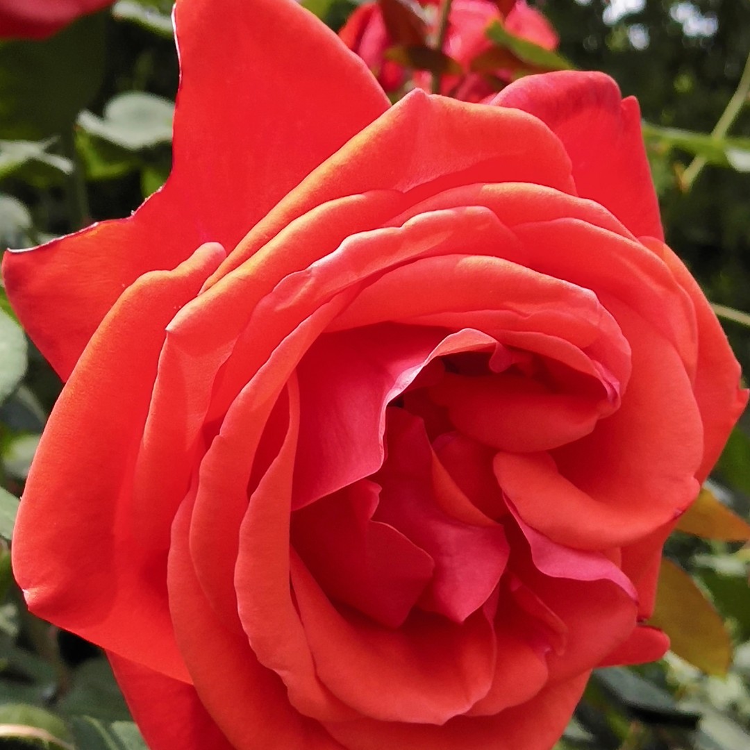 爱吃白灼虾虎的小蛮腰