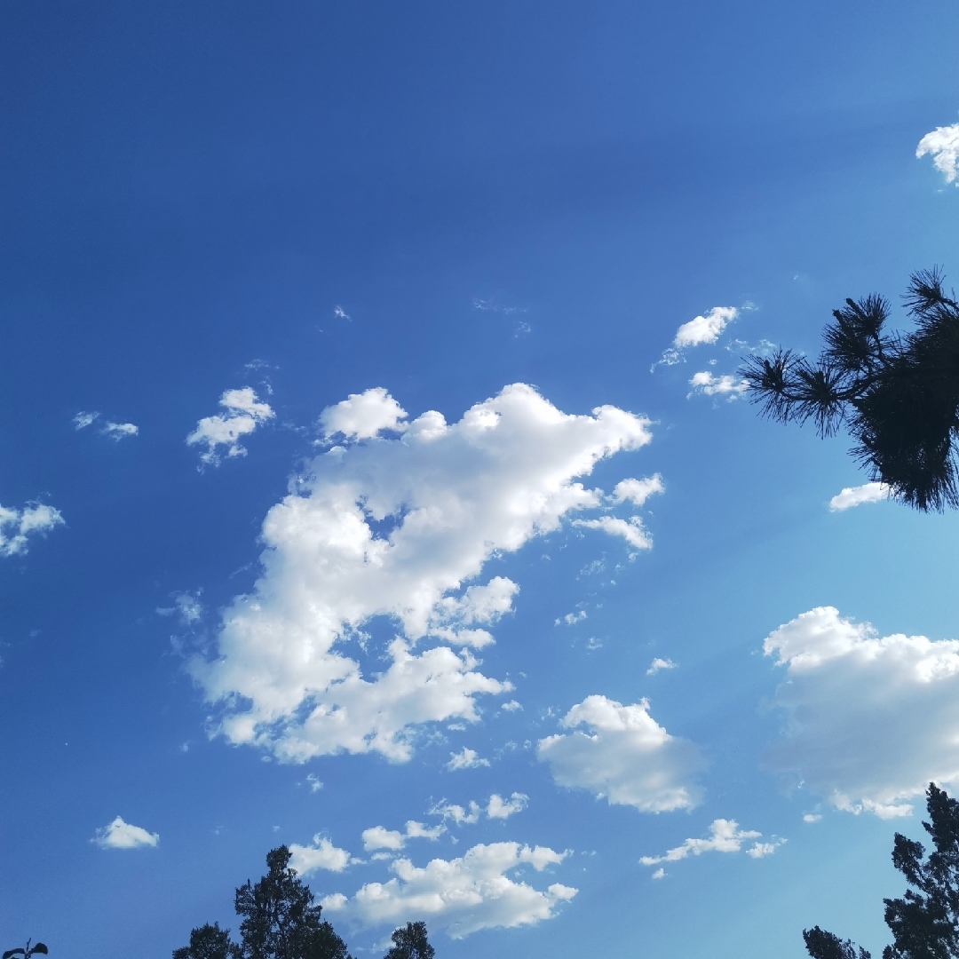 猛虎细嗅蔷薇1986: