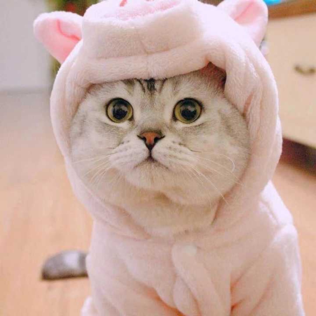 12345上山打老虎