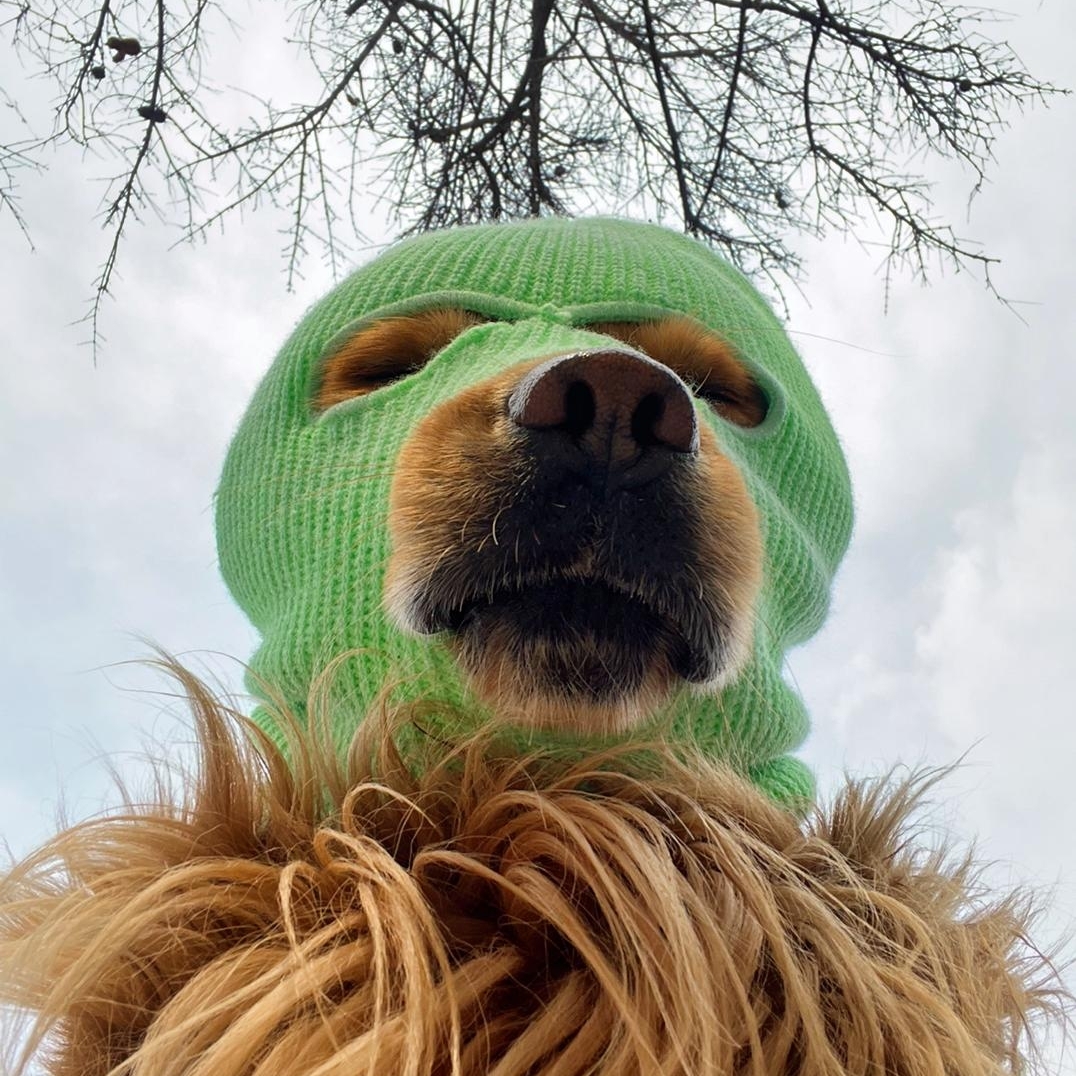 草绿色的不丹杜鹃