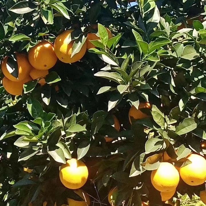 玫瑰紫的风箱果属