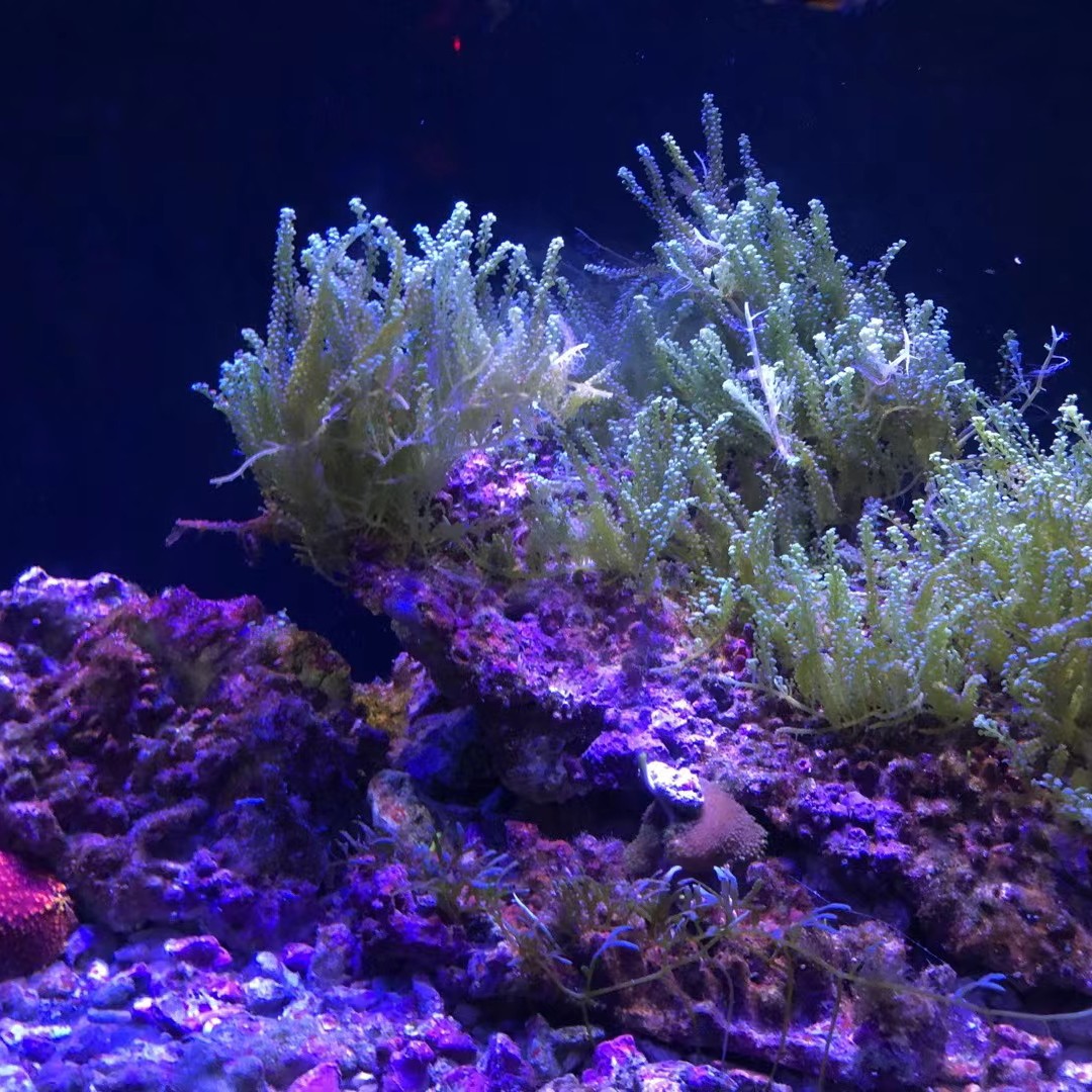 紫水晶色的下位花