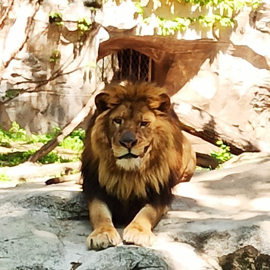 血红的一叶樱花