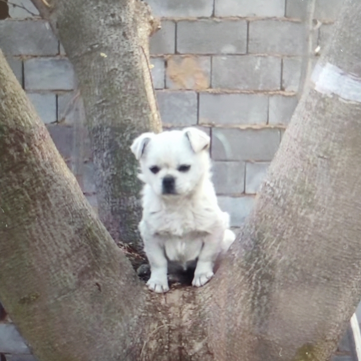 安安的一片真心1314