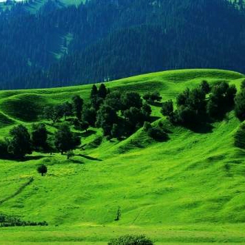 五颜六色的乌桕