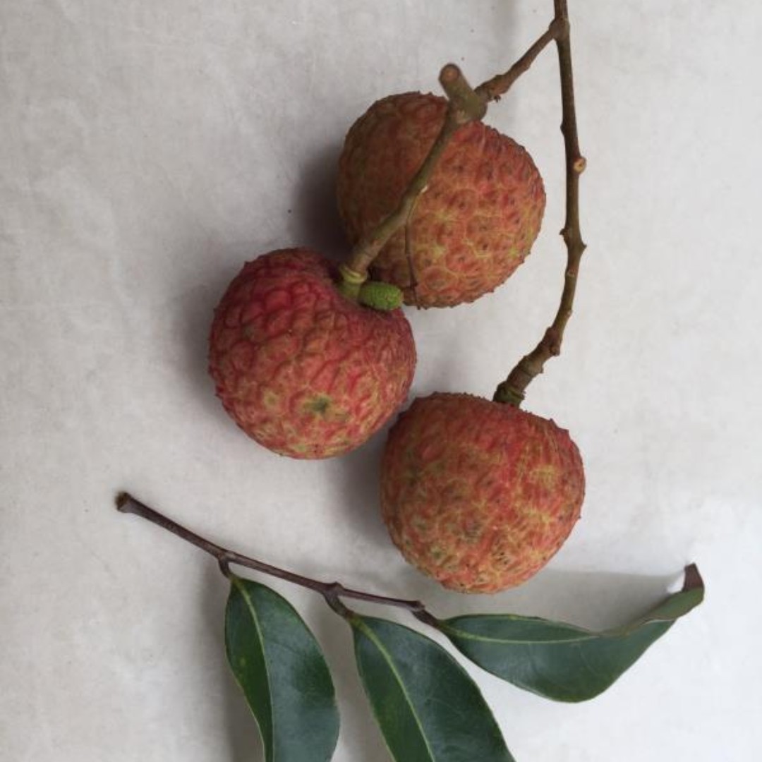 山间de顾念衣之