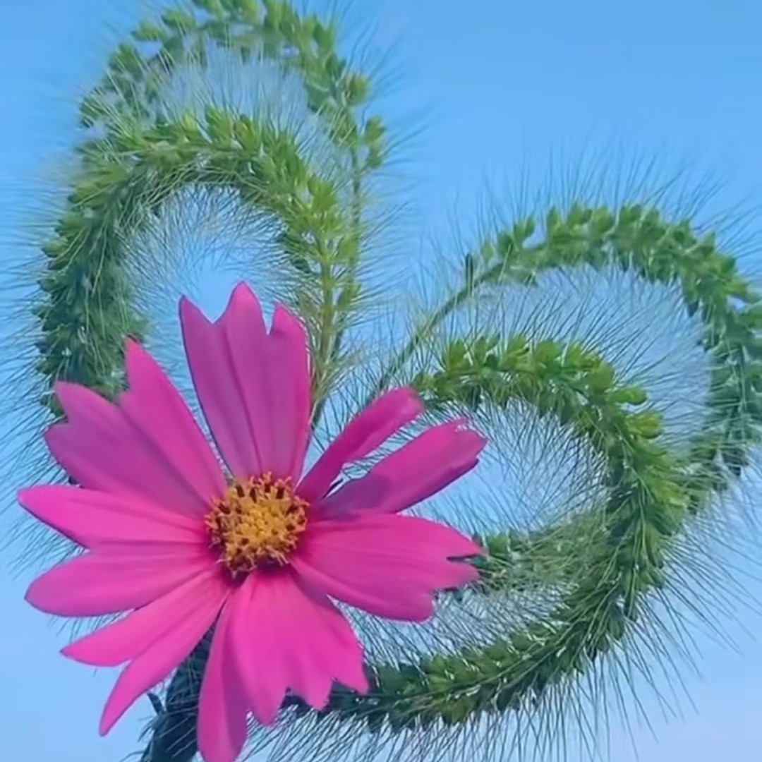 洋洋得意乐洋洋