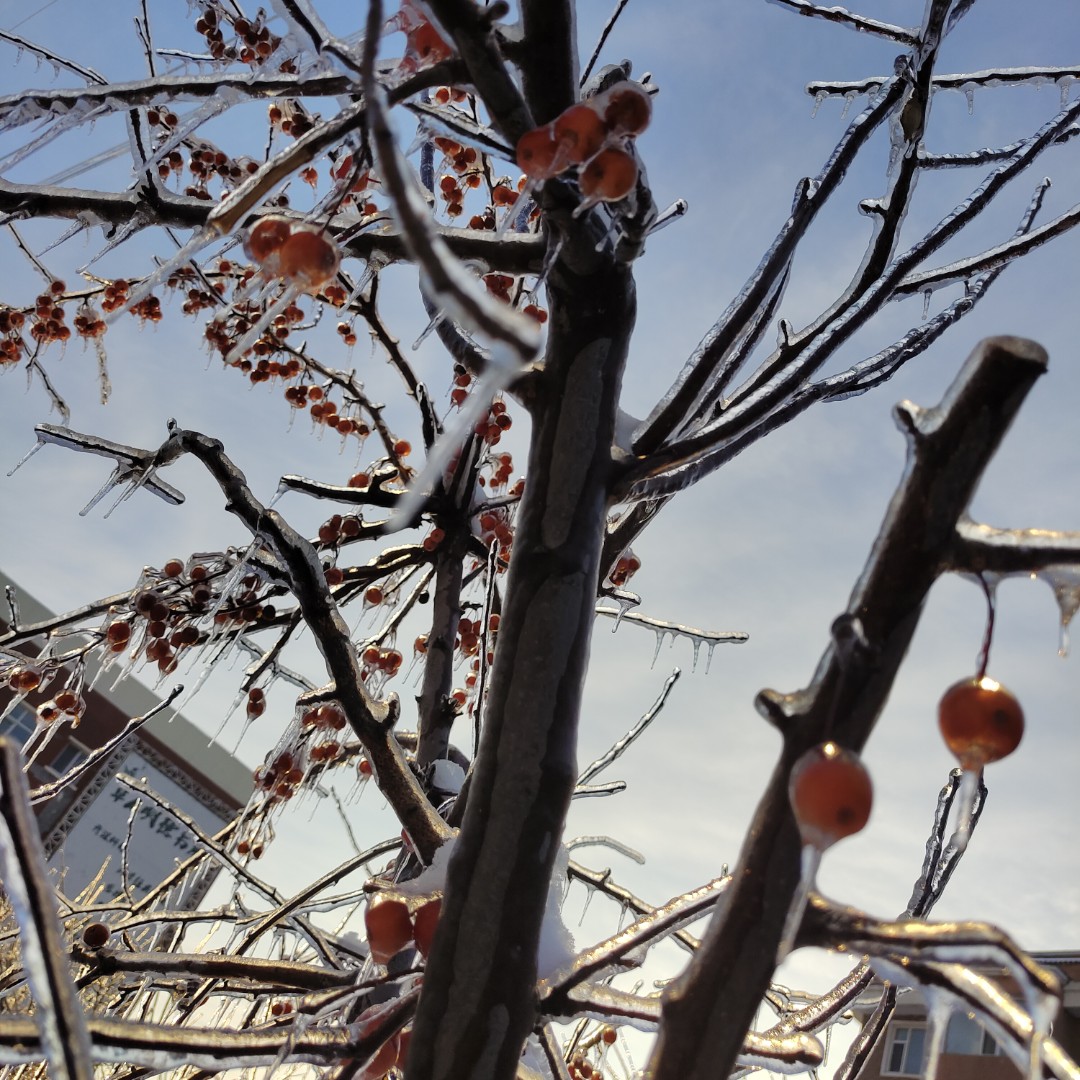 倾国倾城小豆豆