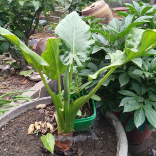 糖衣炮弹炸死你