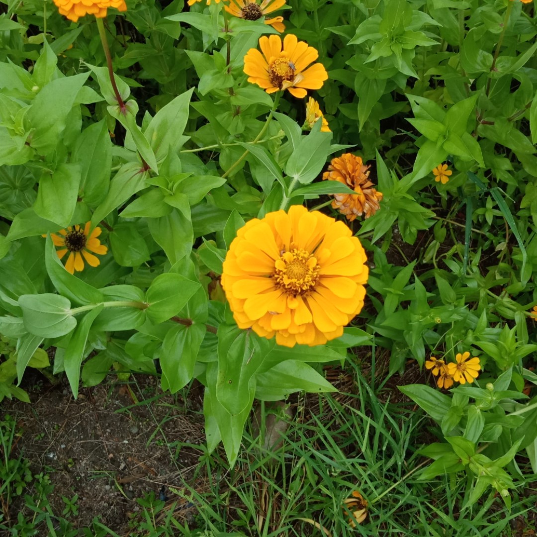 没想法的乐乐飘动