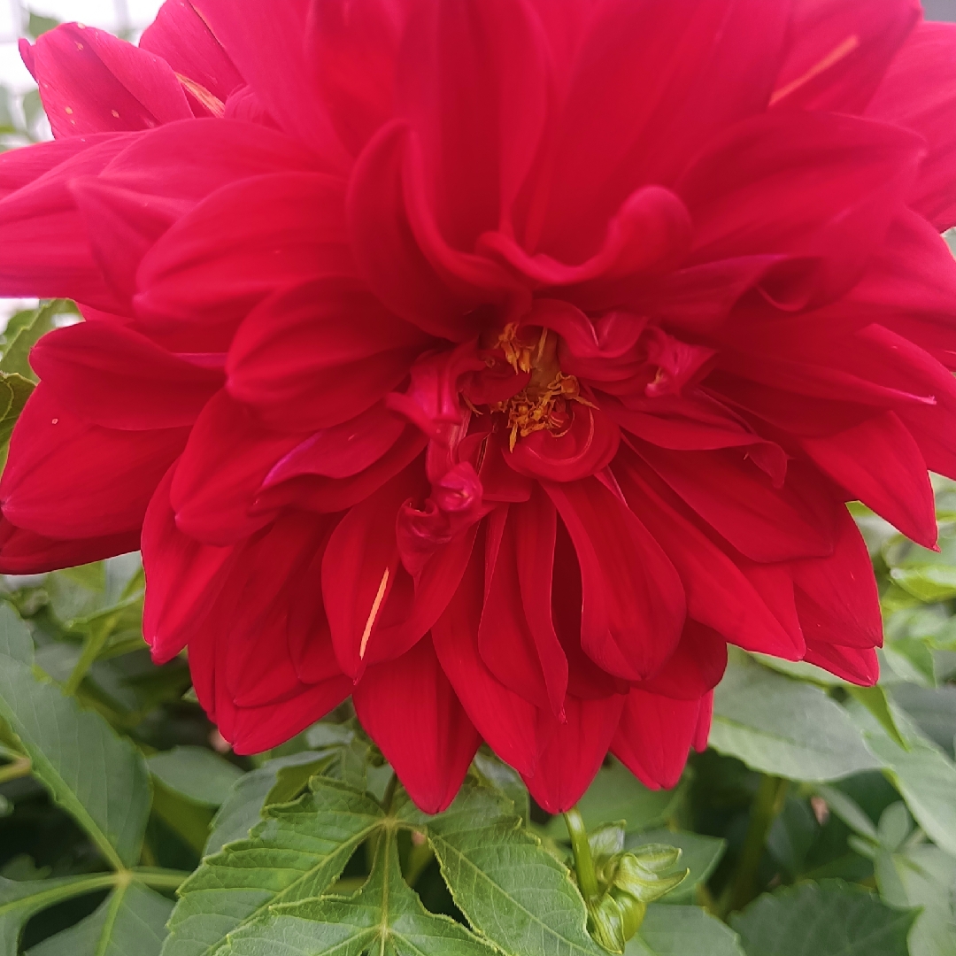 爱吃三味汤圆的小盒子