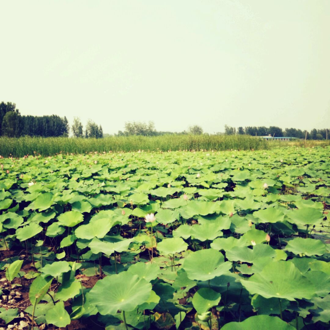 出售江苏四区金币