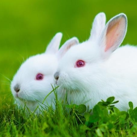 爱吃青菜的小胖墩兔兔