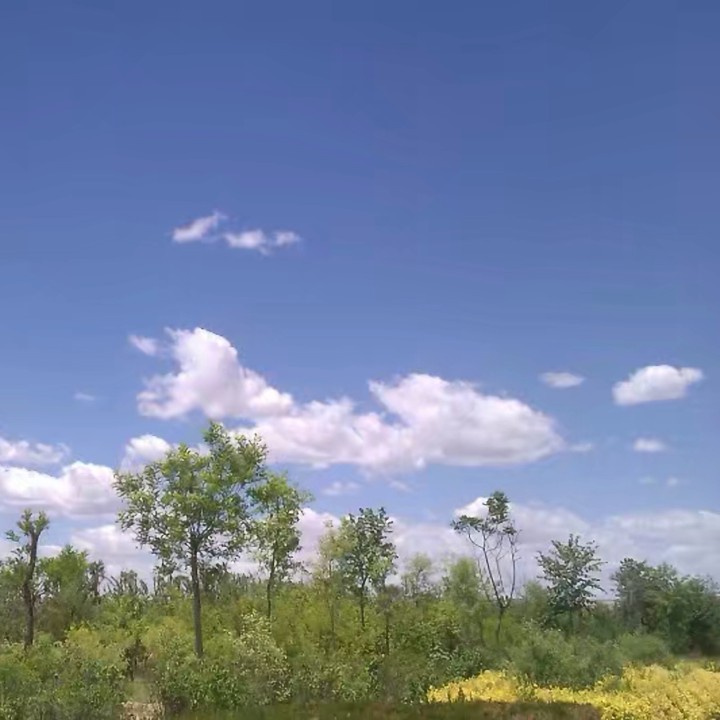 玉米娶了爆米花