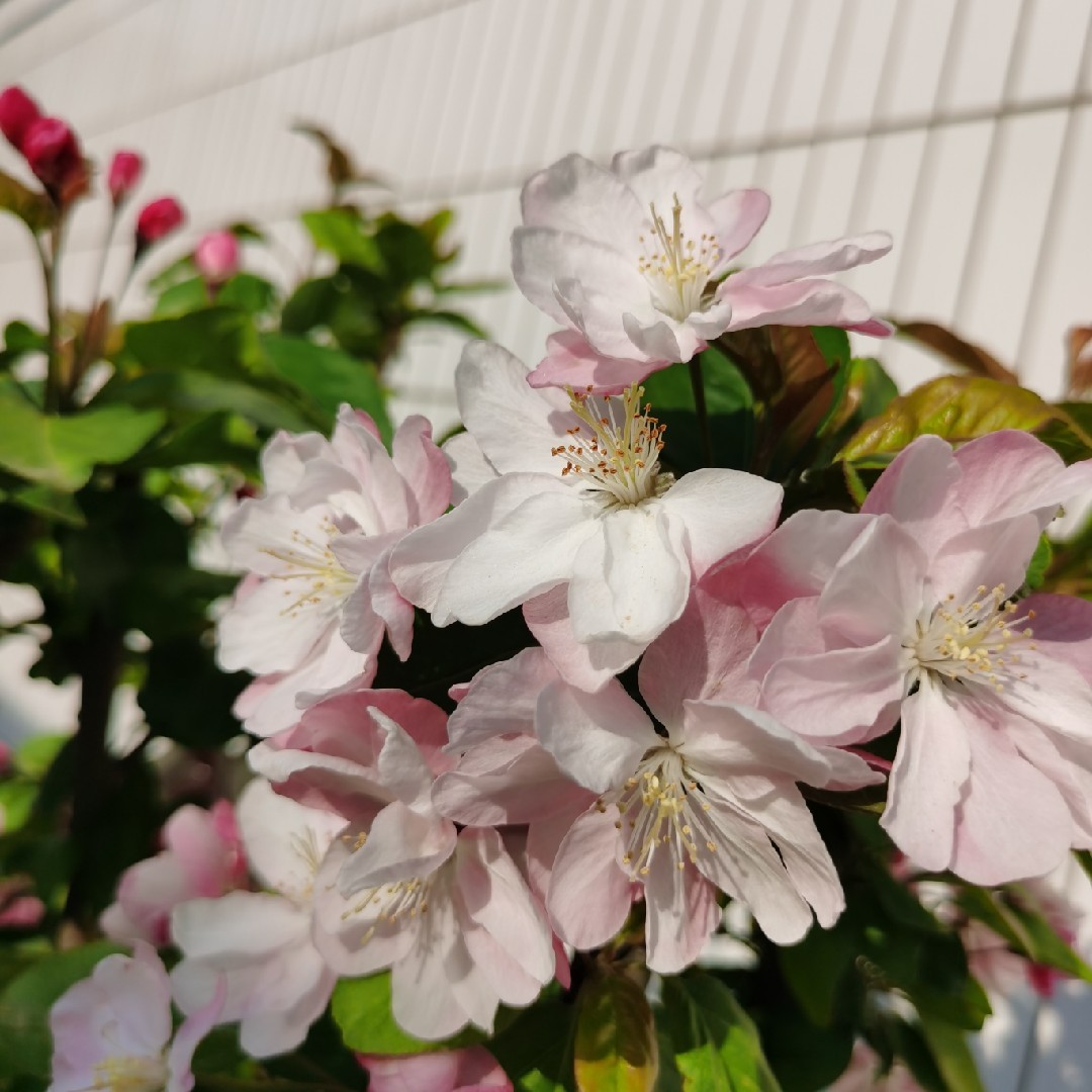 爱吃炒五彩丝的罐头03