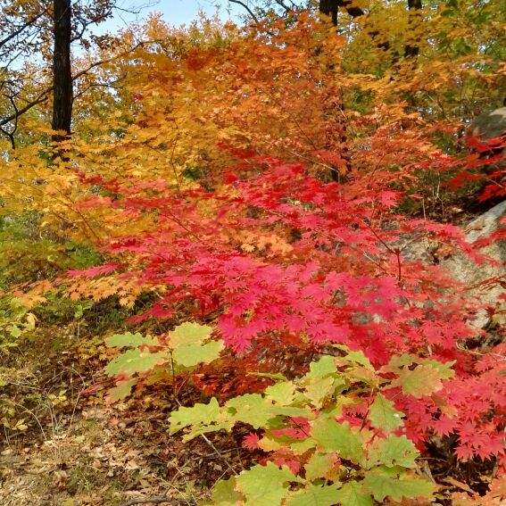 爱吃甘蓝炒饭的青梅