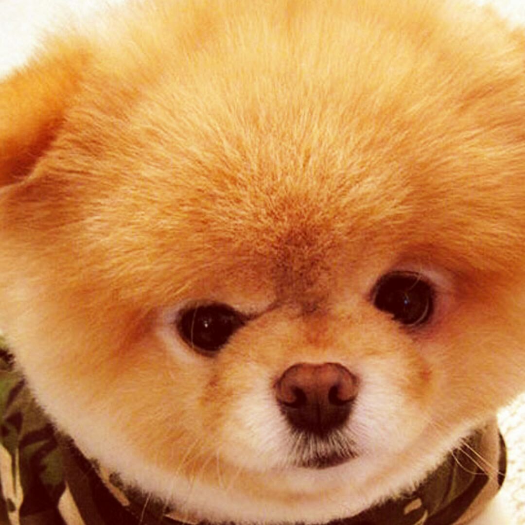 吃饭睡觉打豆c豆