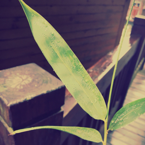 祺大大大大大大