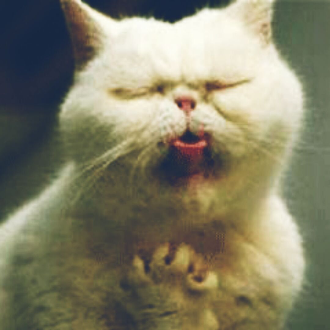 别人家的大头儿子阿