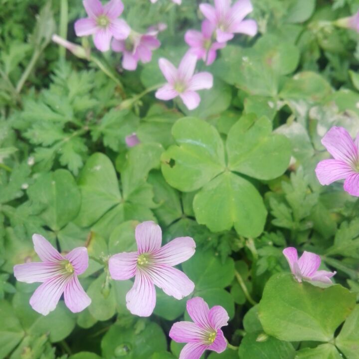 小小米米小米米