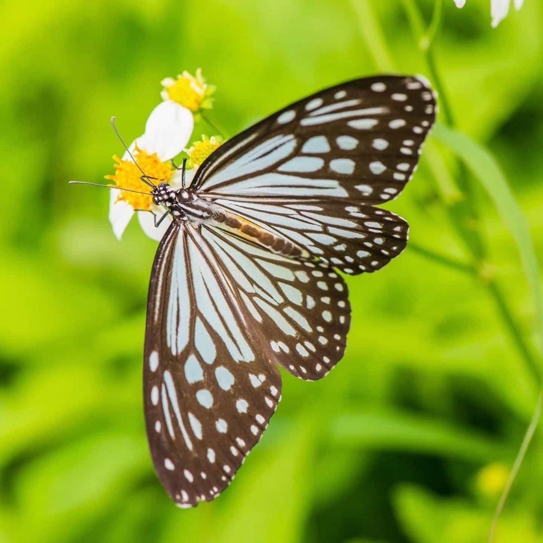 随遇而安的蝴蝶