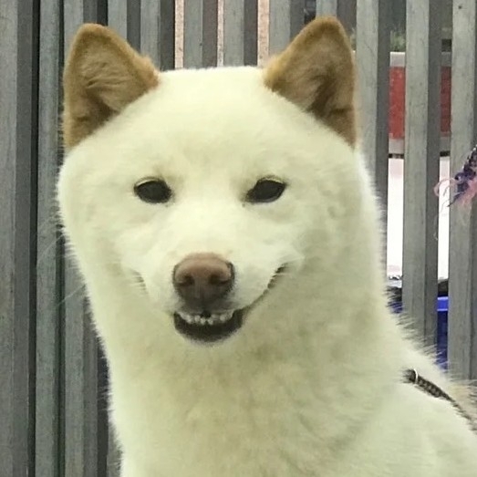 爱吃发面葱饼的青豆