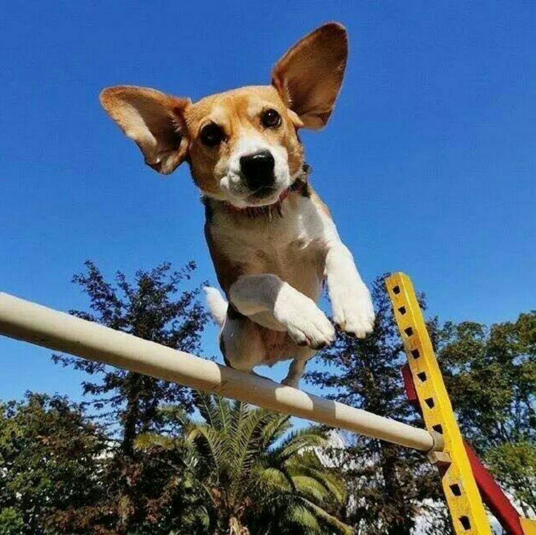 安阳滑县年少多金的郝老板.