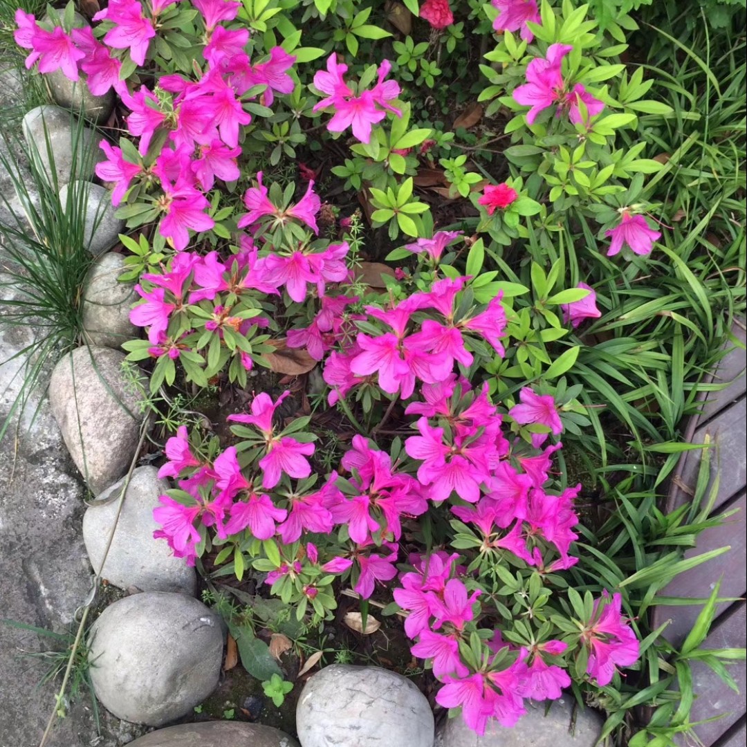 蓝色的光叶柞木