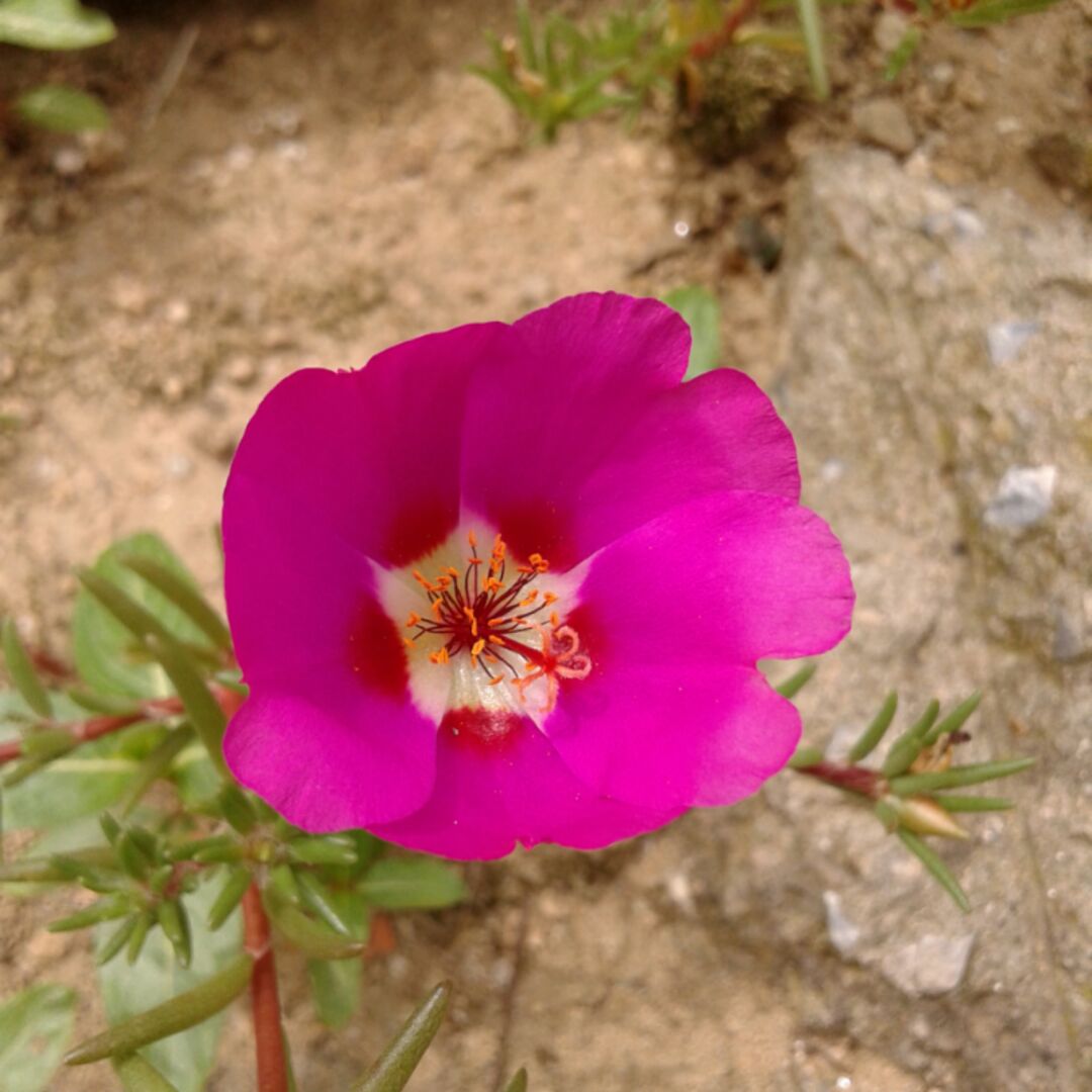 满天星～亮晶晶