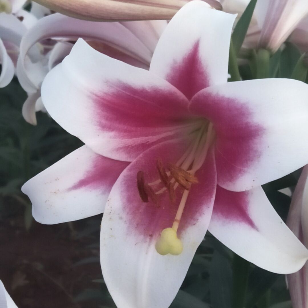 烦，烦，换毛线