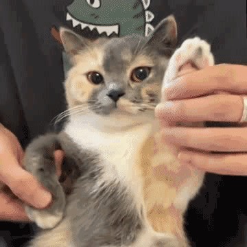 银白色的光叶毛蕨