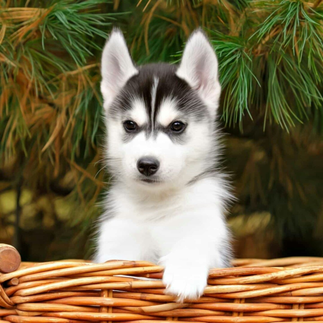 你y出场别人都显得不过如