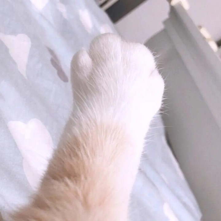 傻敷敷的秋秋子