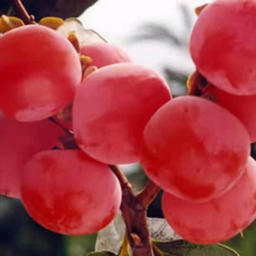 爱吃三丁拌饭的波比xz