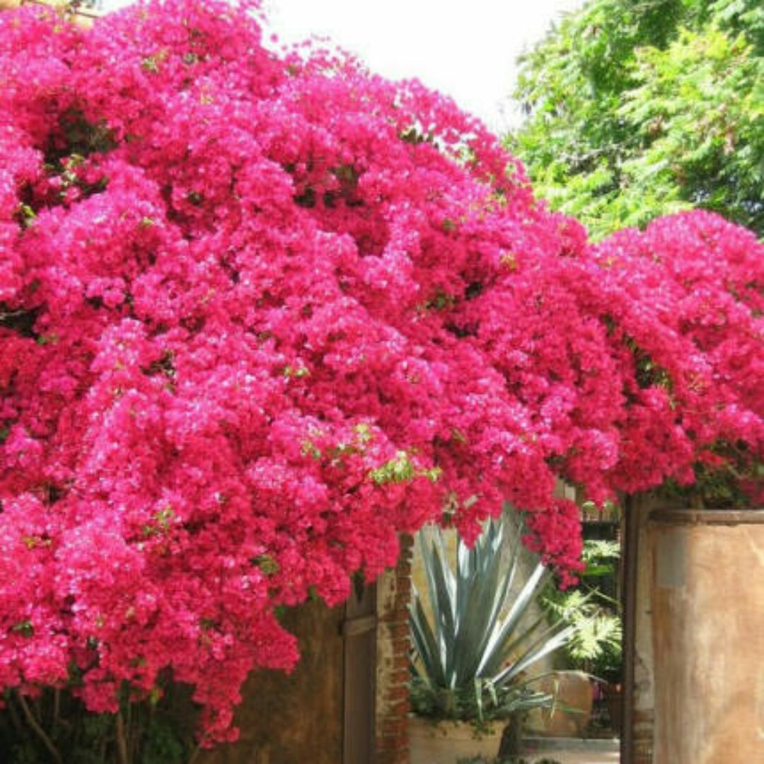 爱吃白灼猪舌的繁星