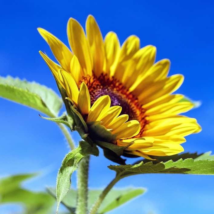 爱吃竹笋烧肉的哈利