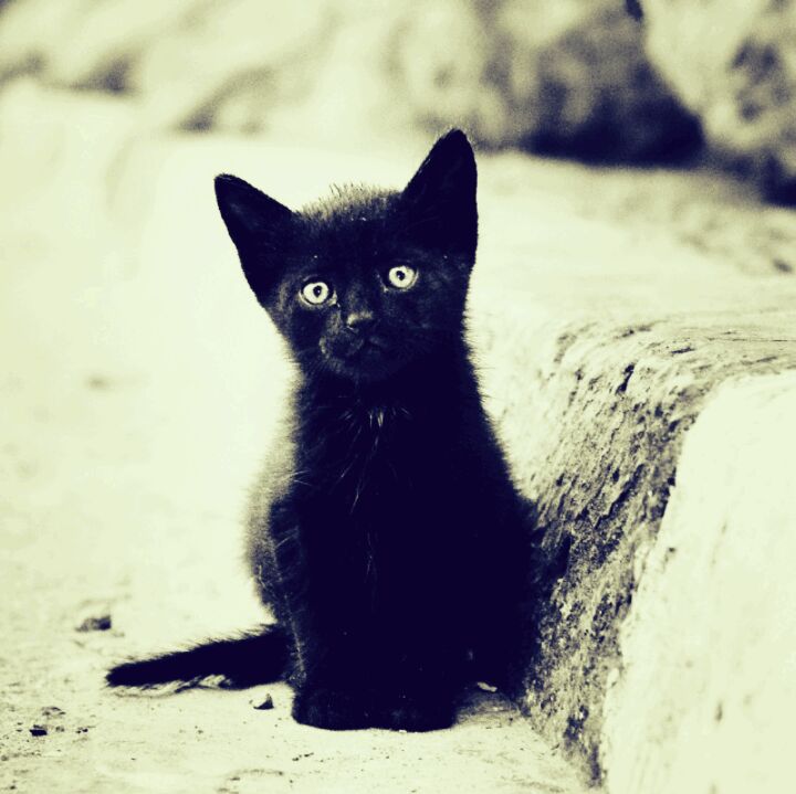 超高校級の小丑