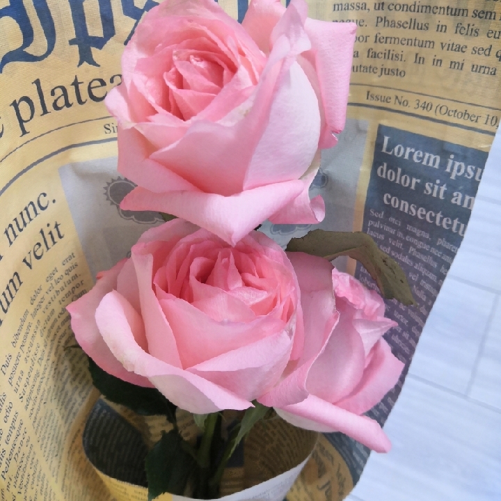 爱吃肉肉的小苗