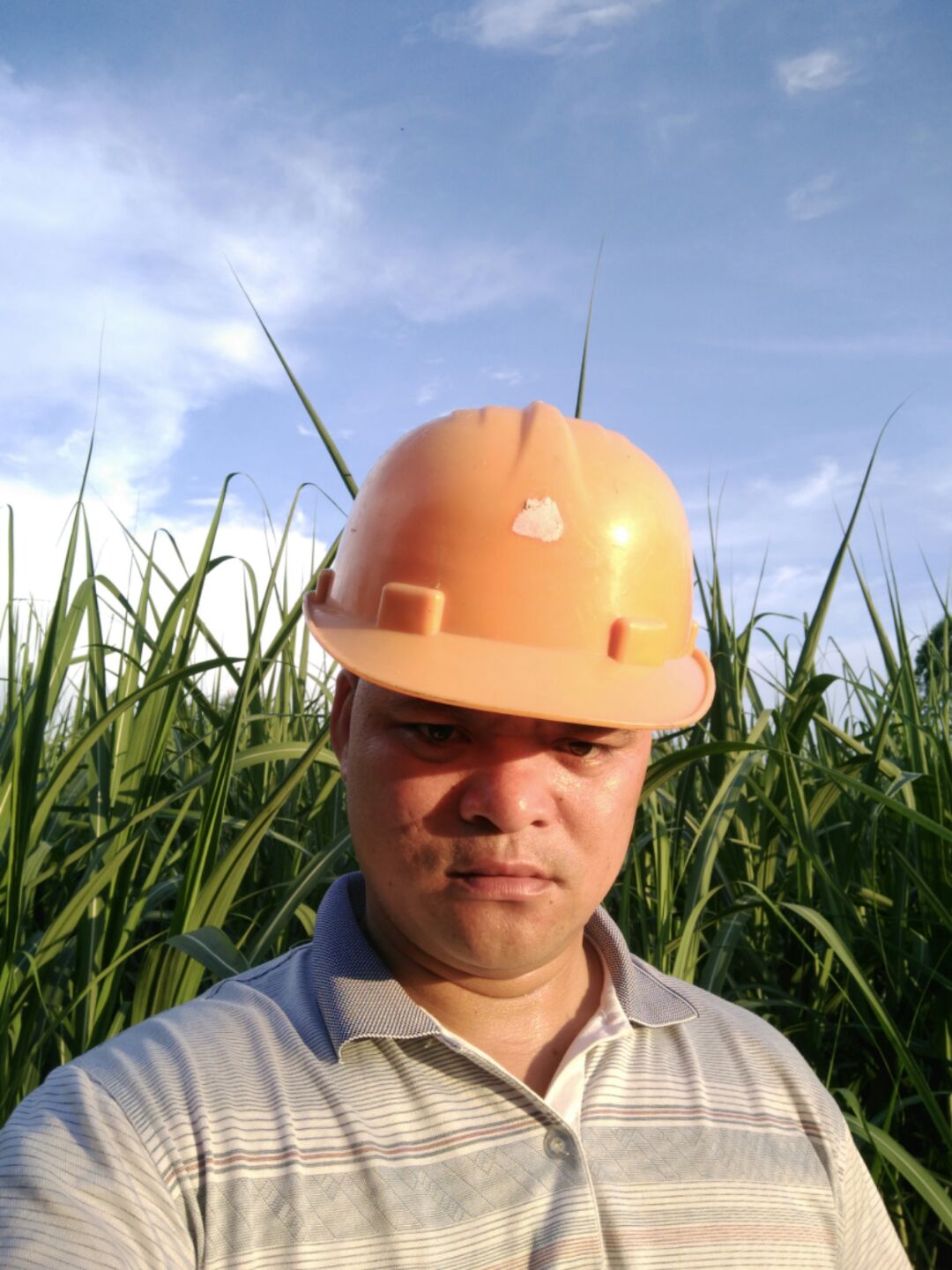 落地生根，开花散叶。