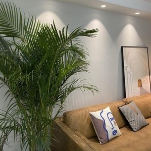 红心柚子不红心