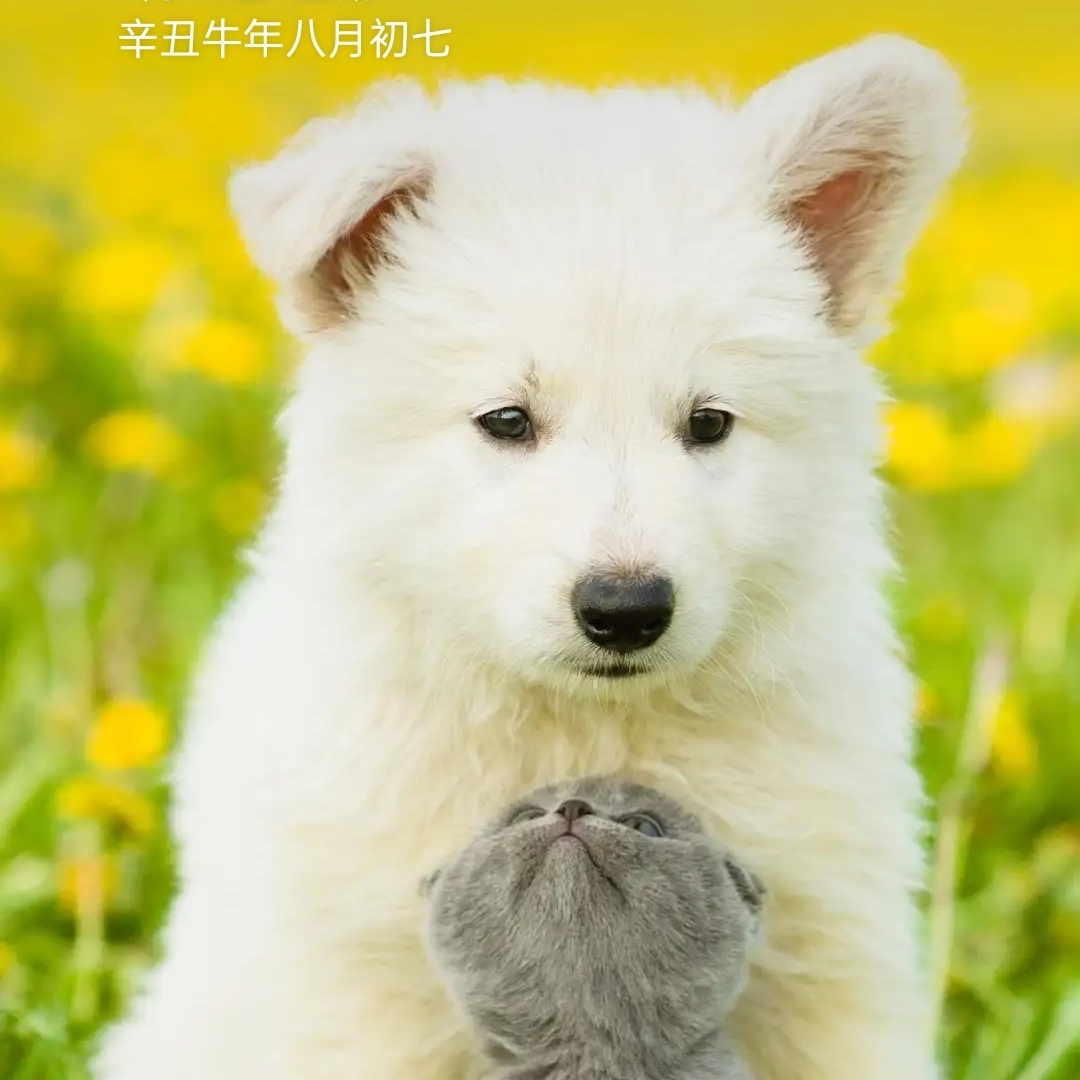 古拉很坦荡回忆