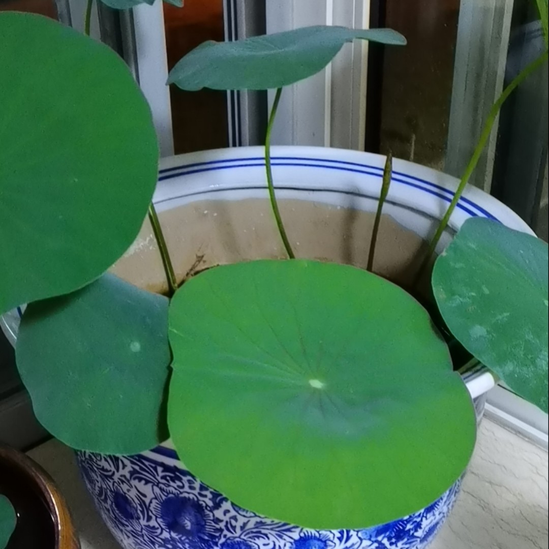 活得太明白等于找死