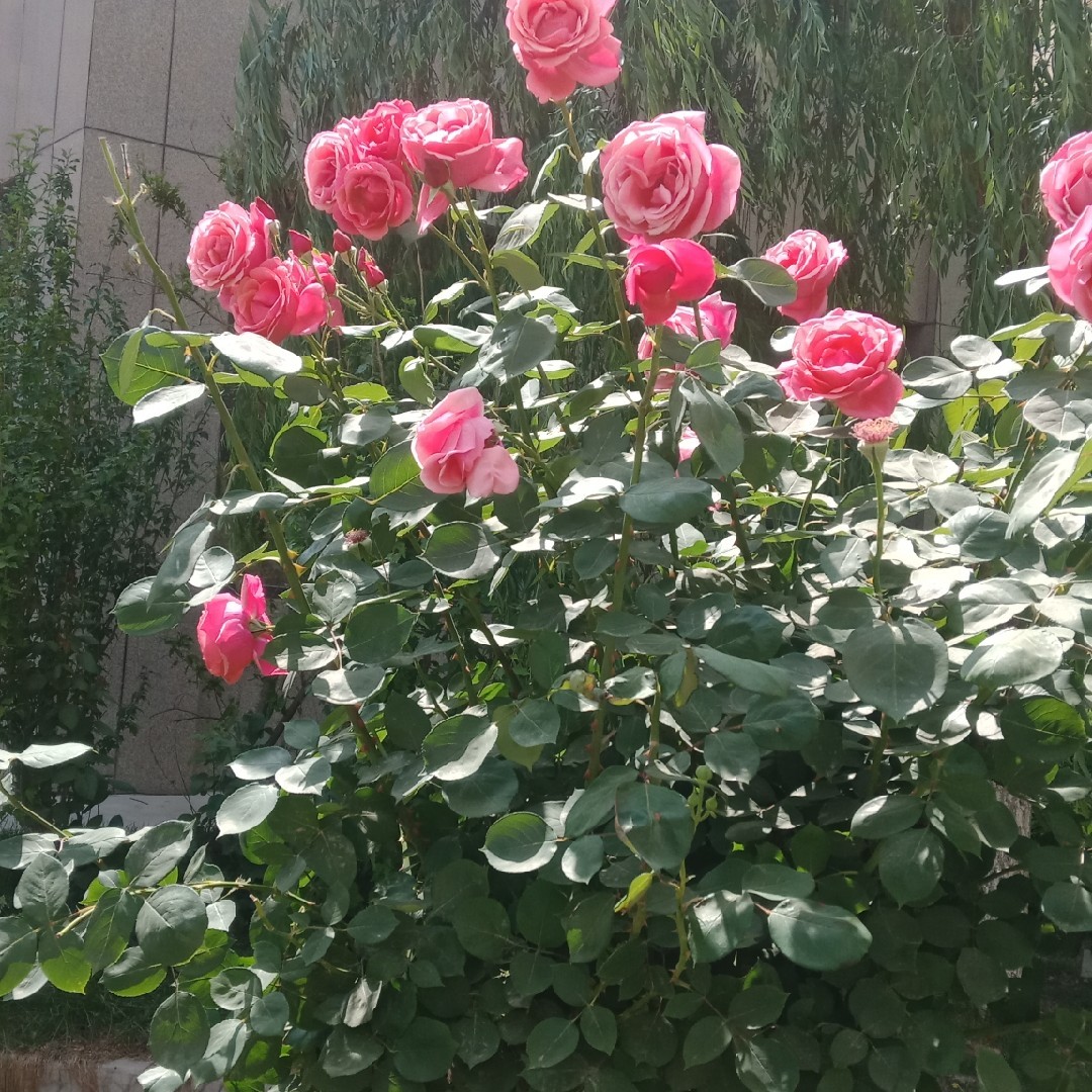 天生丽质难自弃