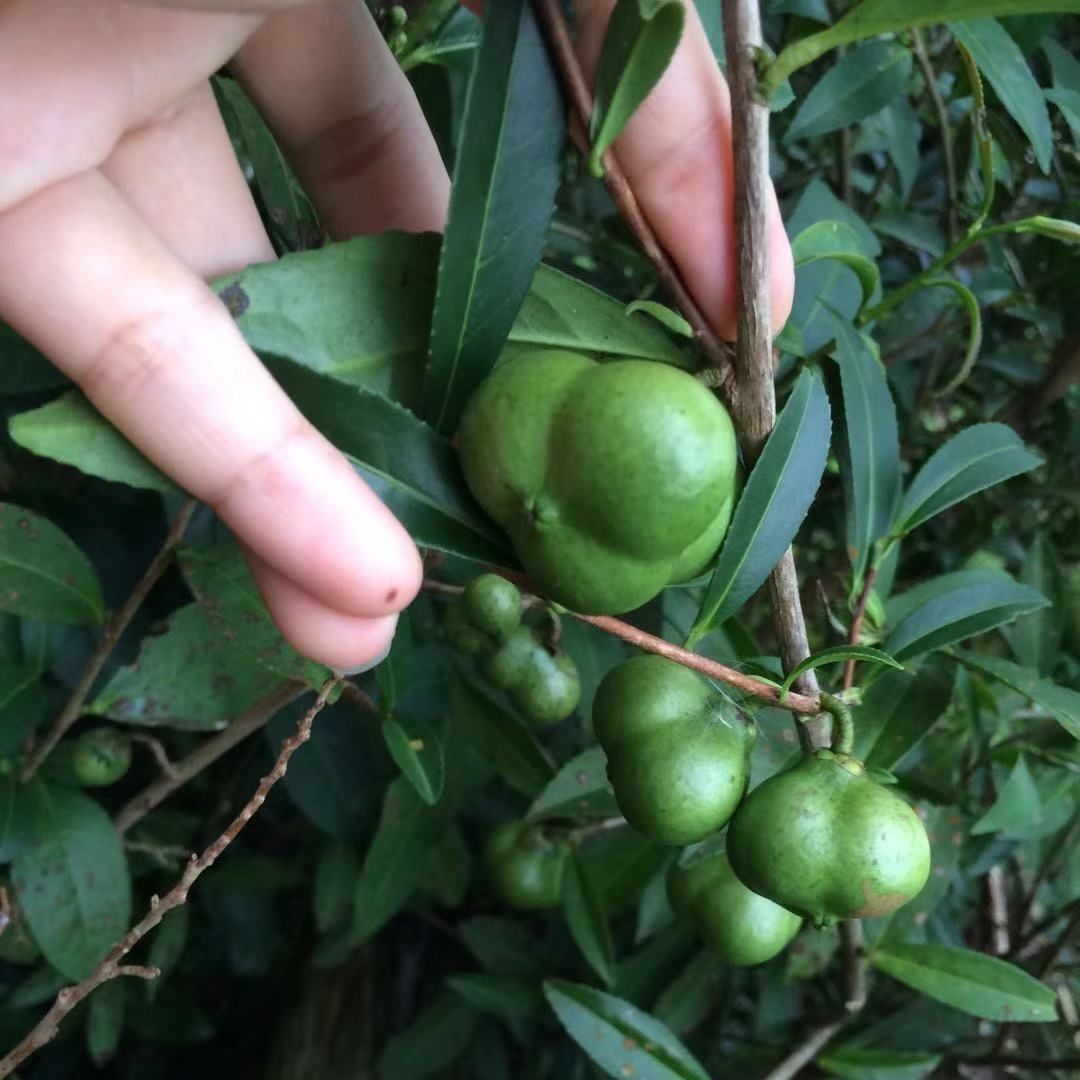 河源原生态766198